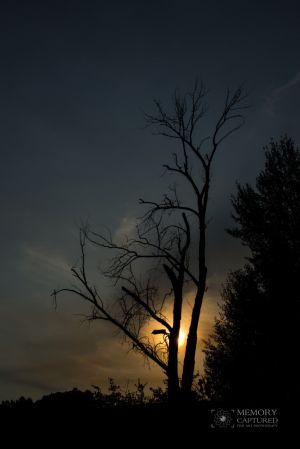sunrise tree 2.jpg